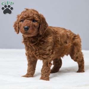 Cameo, Miniature Poodle Puppy